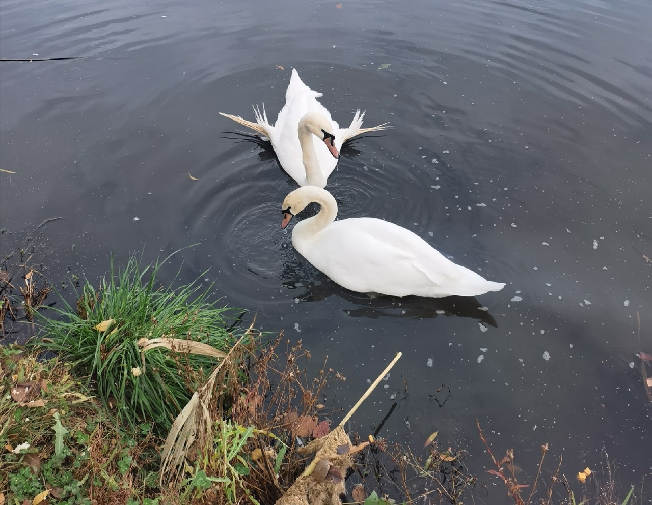 Балаковские экоактивисты хотят построить дом для зимовки лебедей